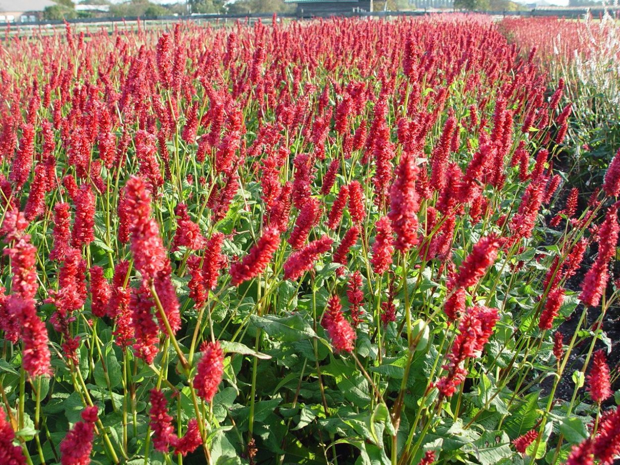 Японский Knotweed