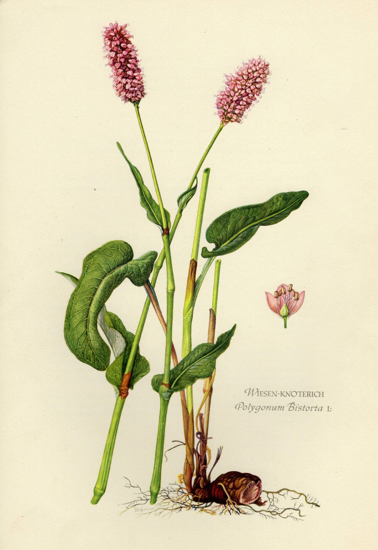 Горец стеблеобъемлющий Розеа