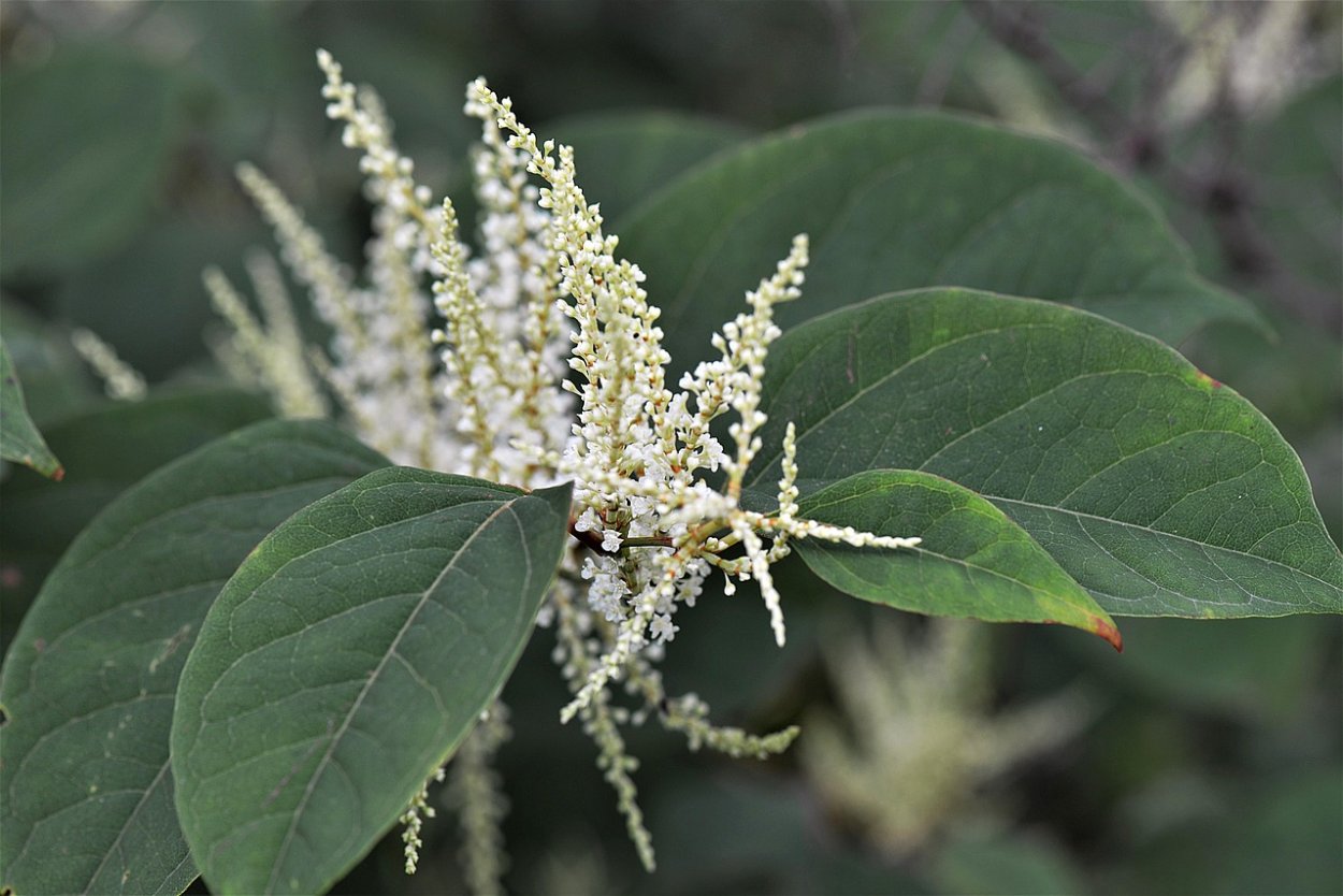 Горец (Polygonum cuspidatum)