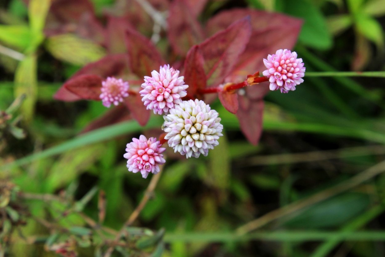 Polygonum amphibium – Горец Земноводный