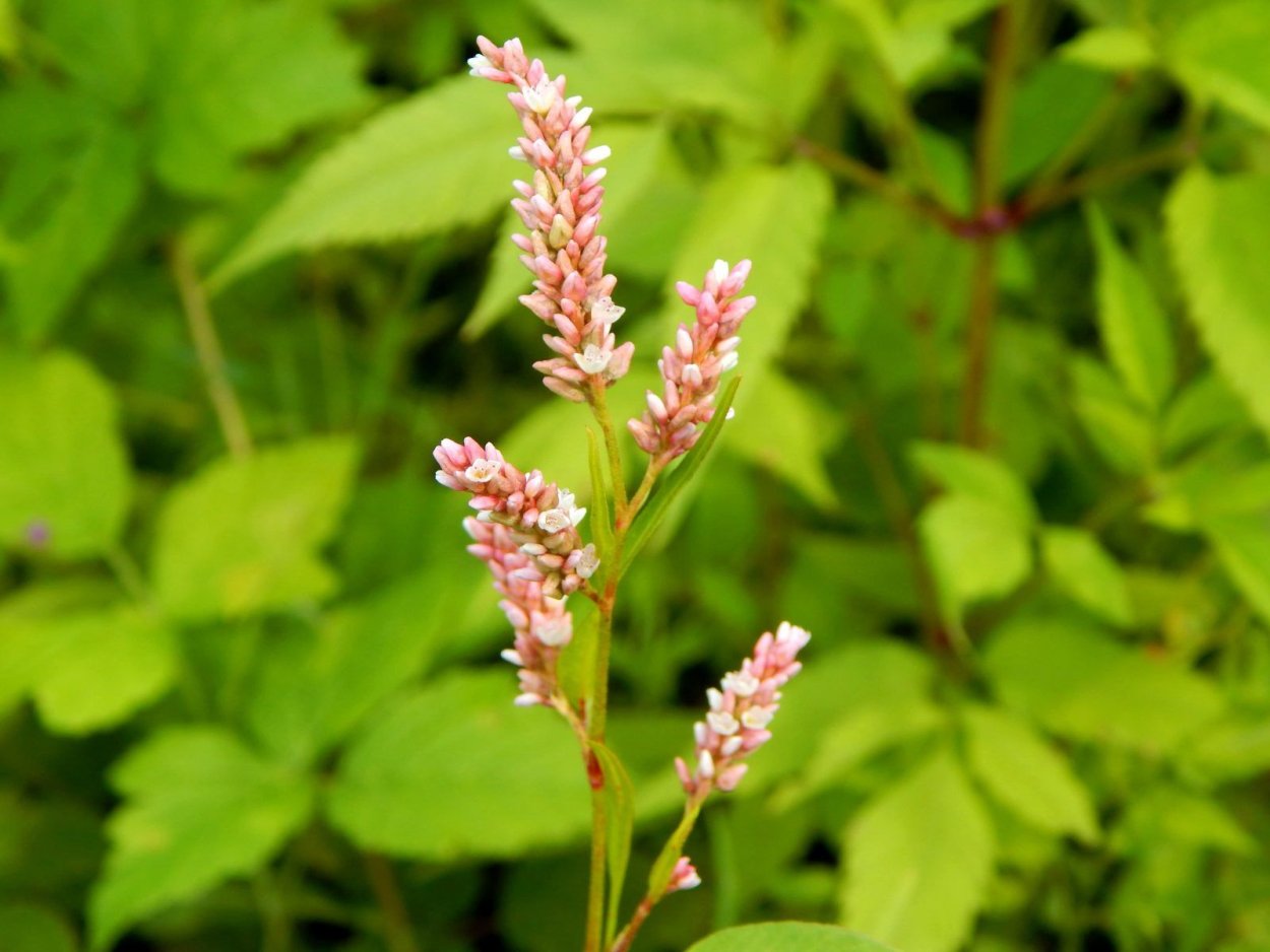 Горец свечевидный Блэкфилд