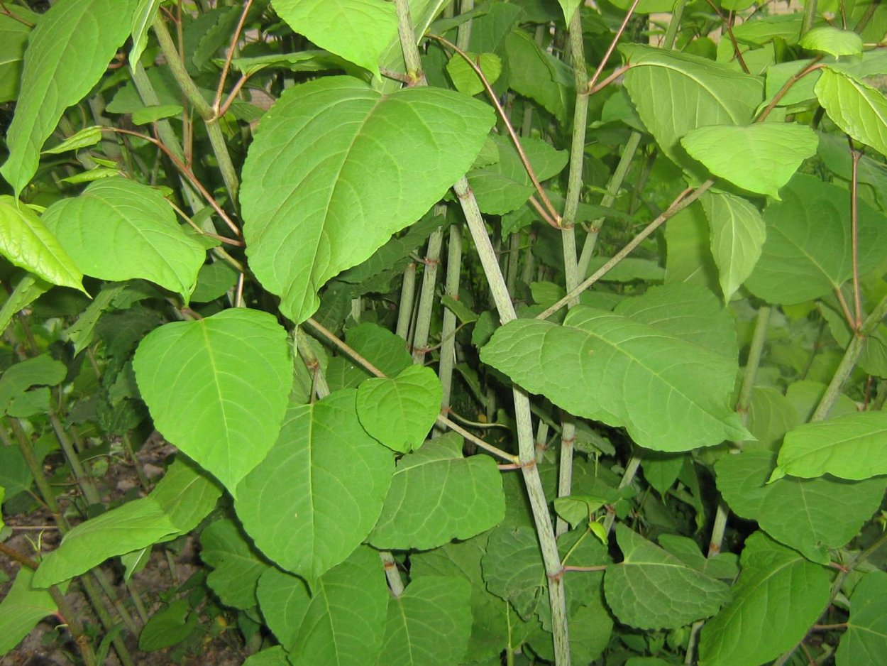 Polygonum bistorta Herbarium