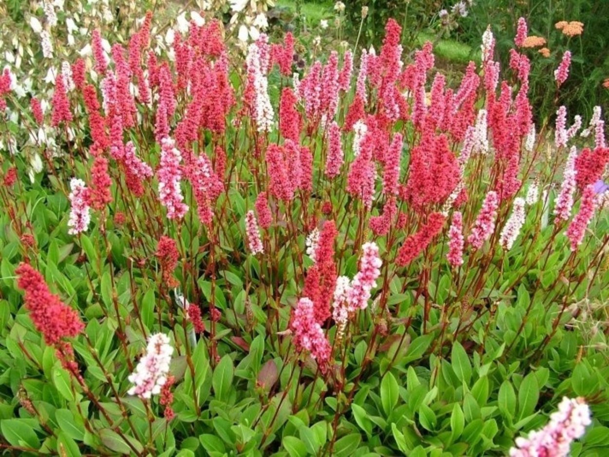 Горец Земноводный