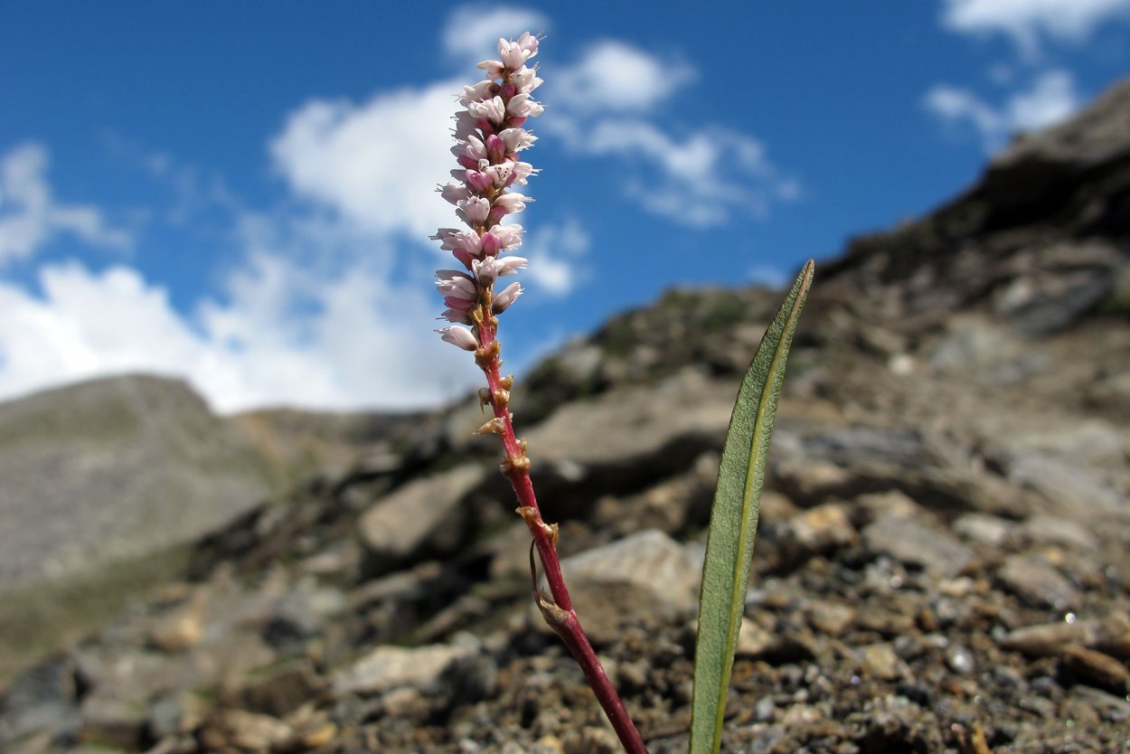 Polygonum viviparum