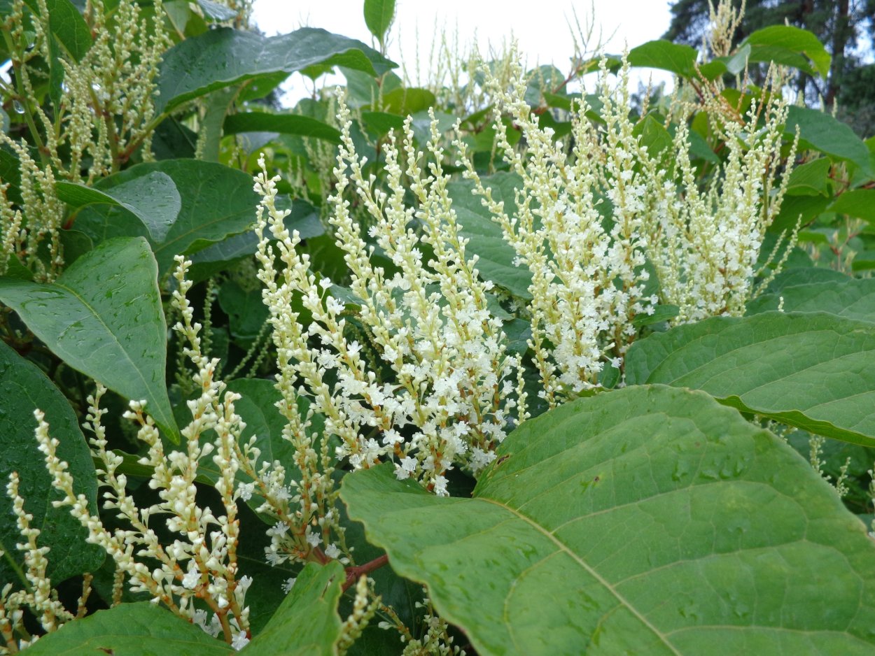 Горец многоцветковый (Фаллопия)