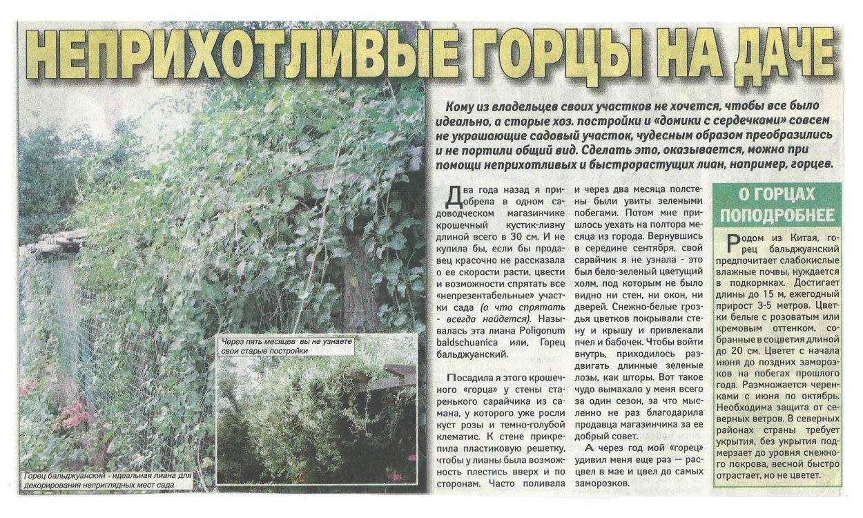 Горец стеблеобъемлющий (Persicaria amplexicaulis)