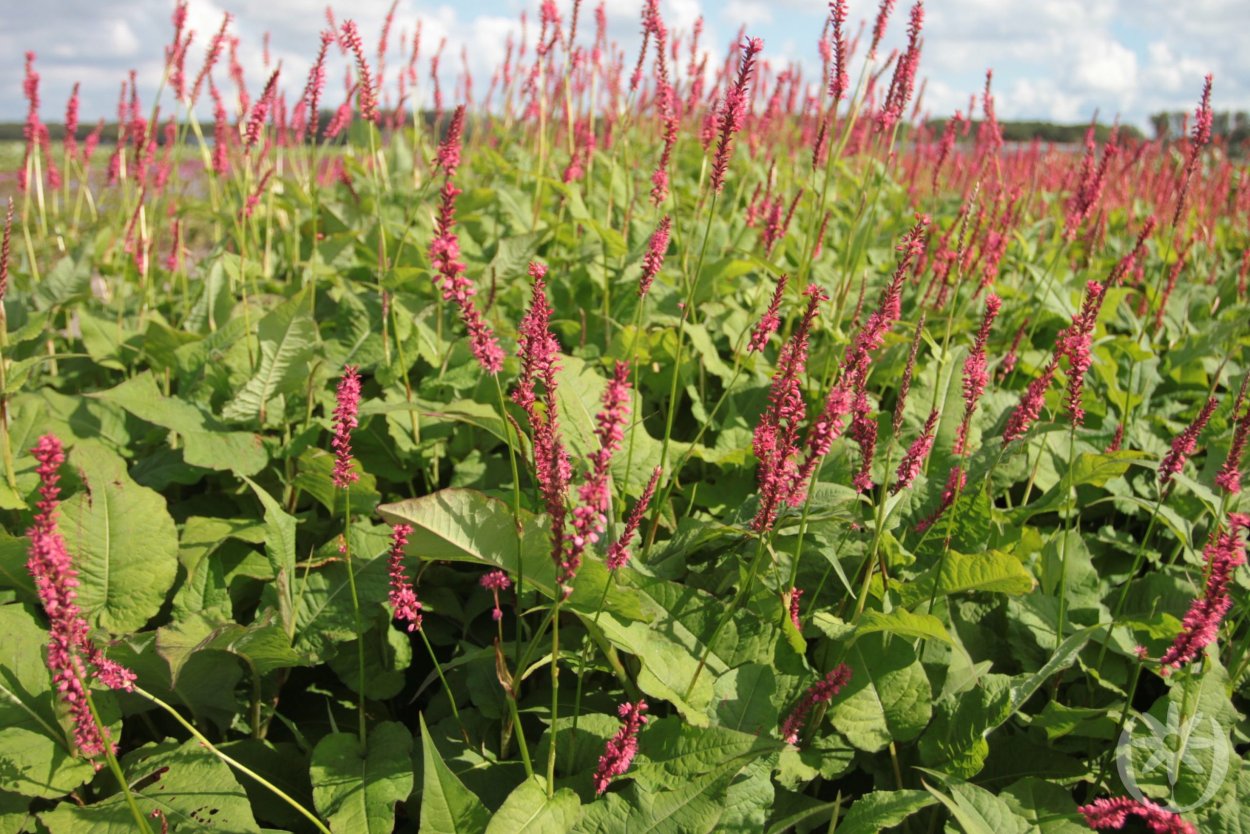 Горец почечуйный