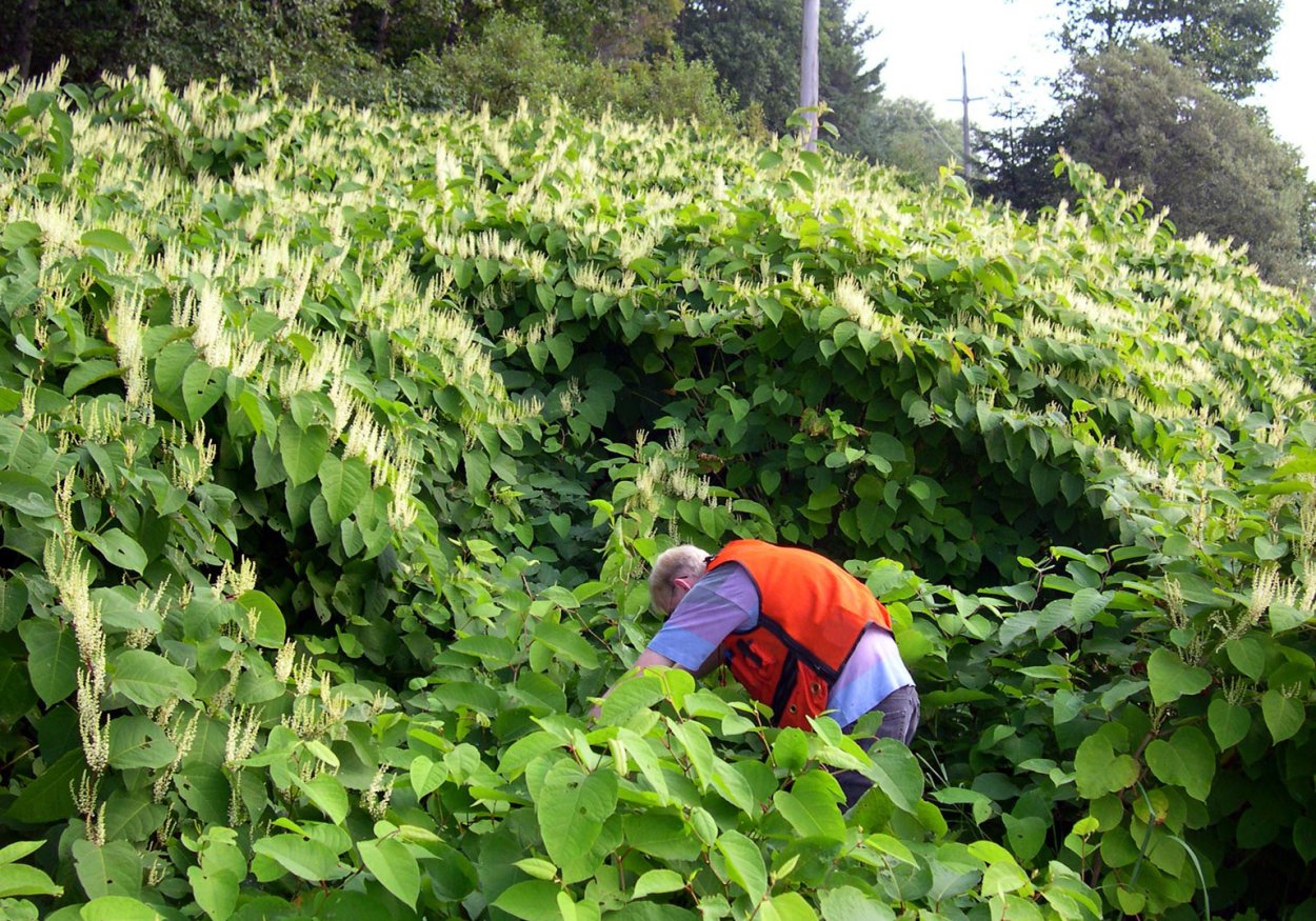 Горец стеблеобъемлющий (Persicaria amplexicaulis)
