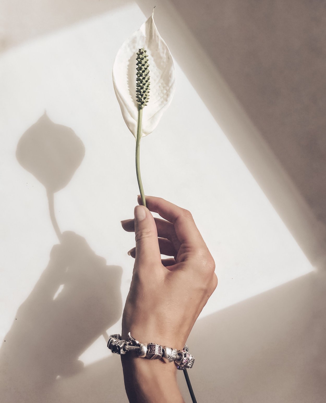 Цветок с веточкой для инстаграмма