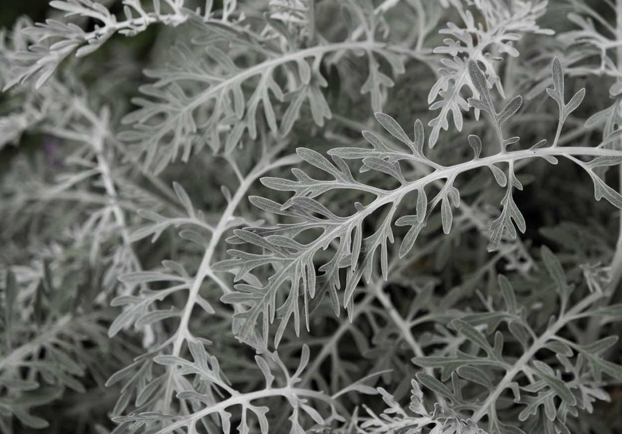 Серебристые листики