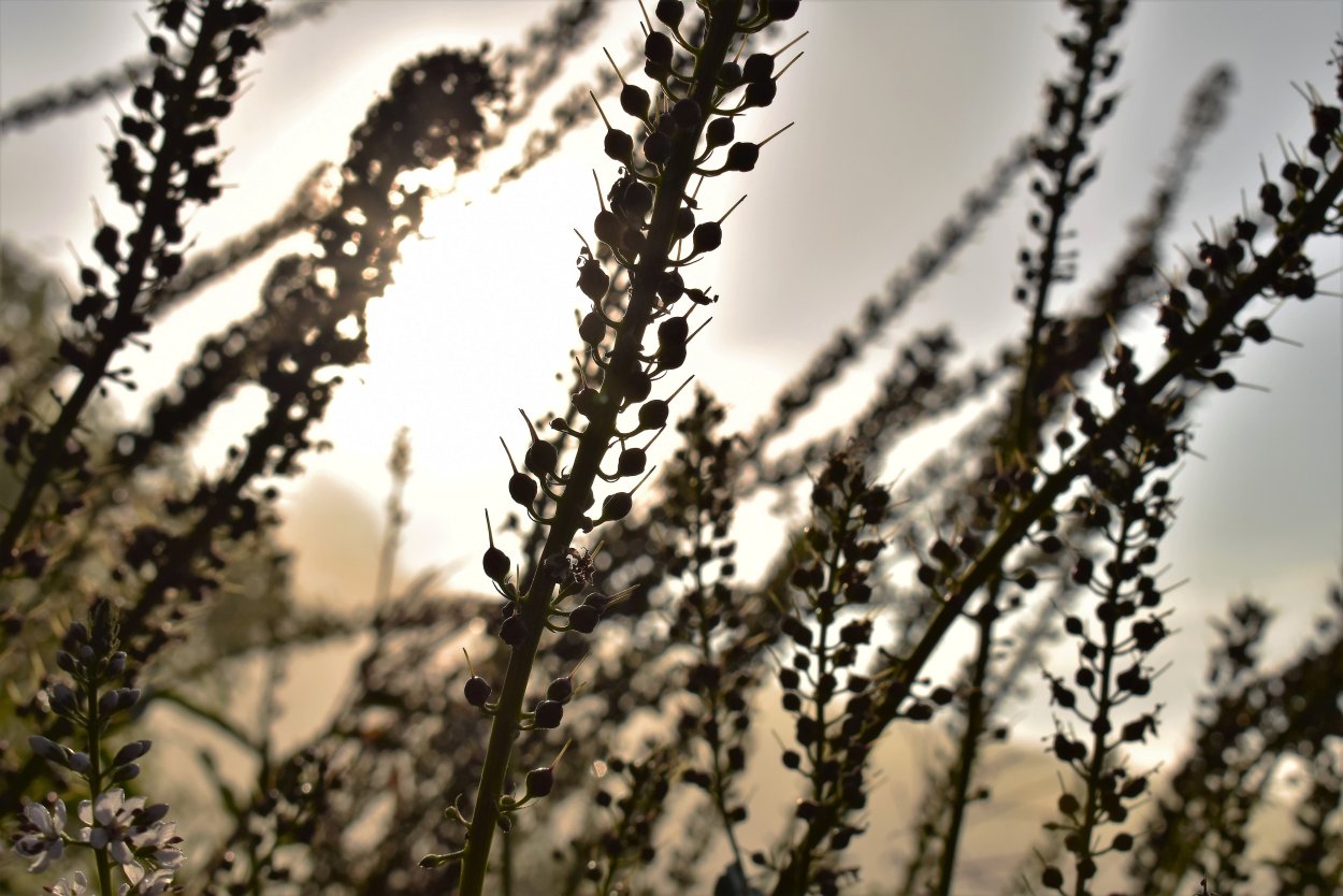 Серпия серебро растение