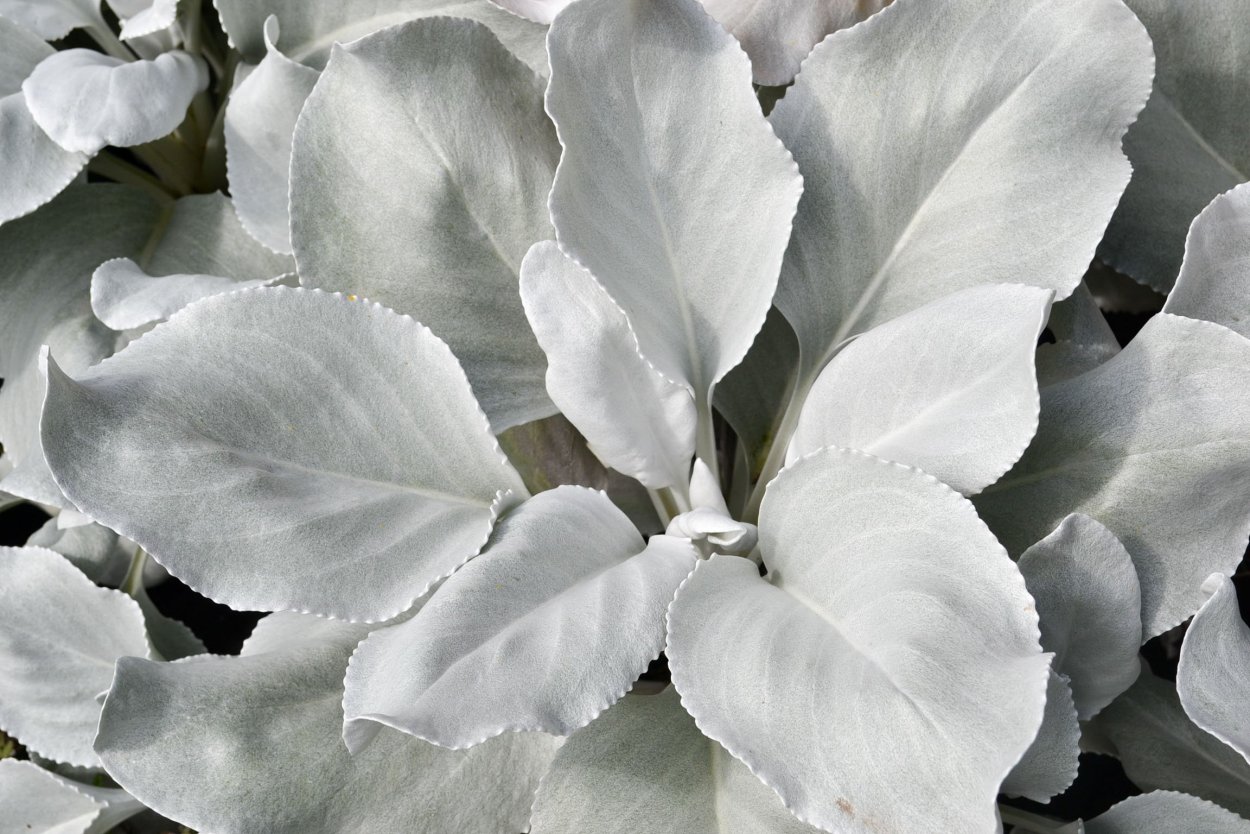 Крестовник Angel Wings