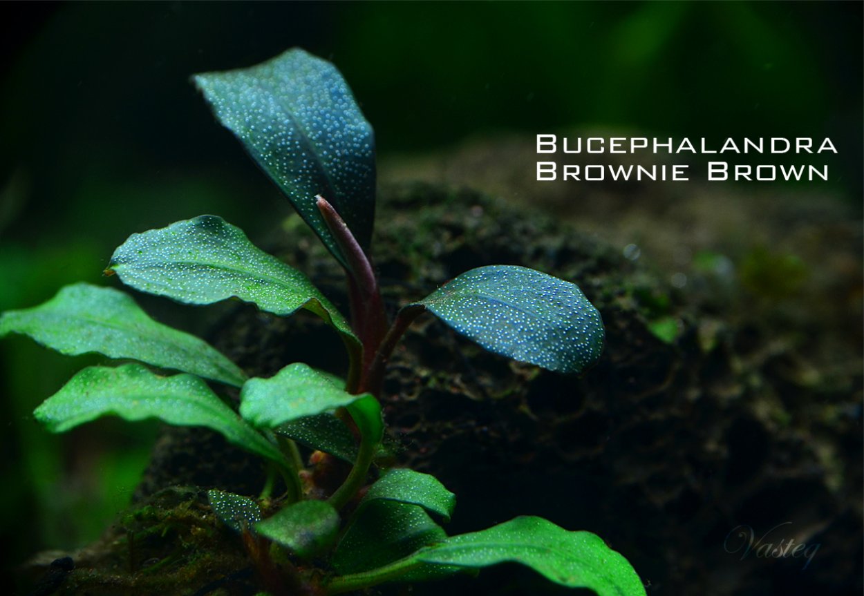 Bucephalandra SP. Brownie Brown