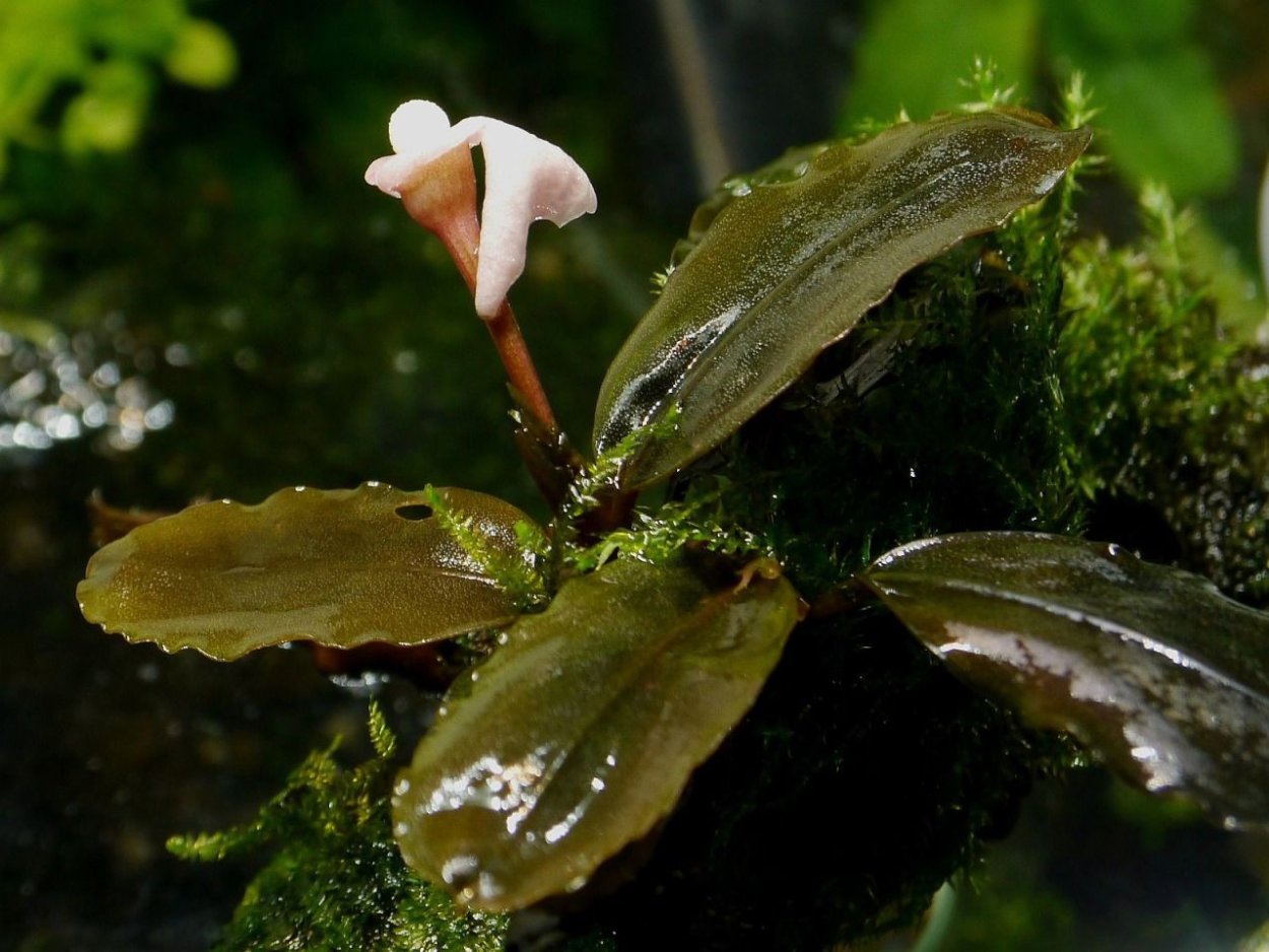 Буцефаландра зеленая широколистная