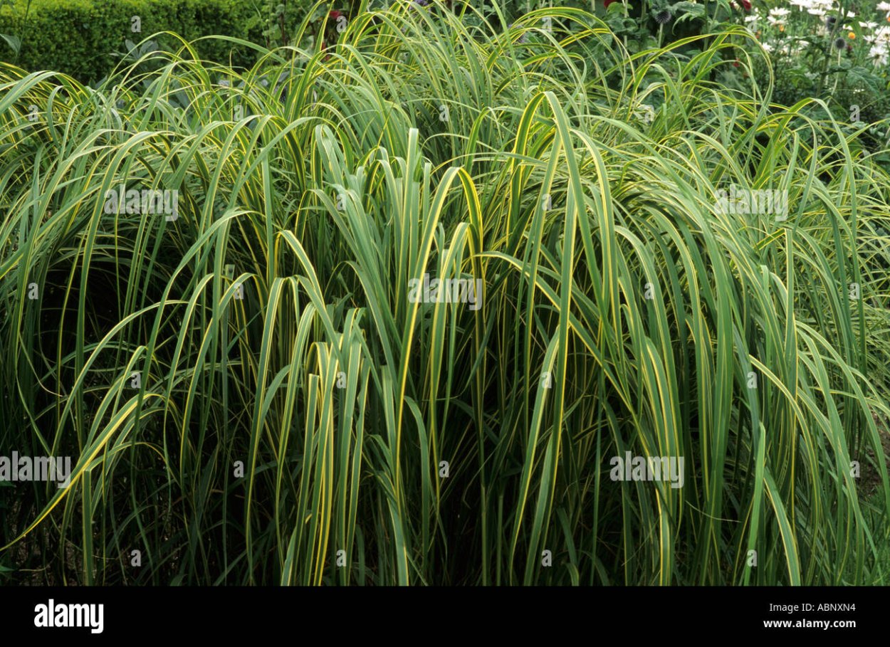 Спартина гребешковая Ауреомаргината