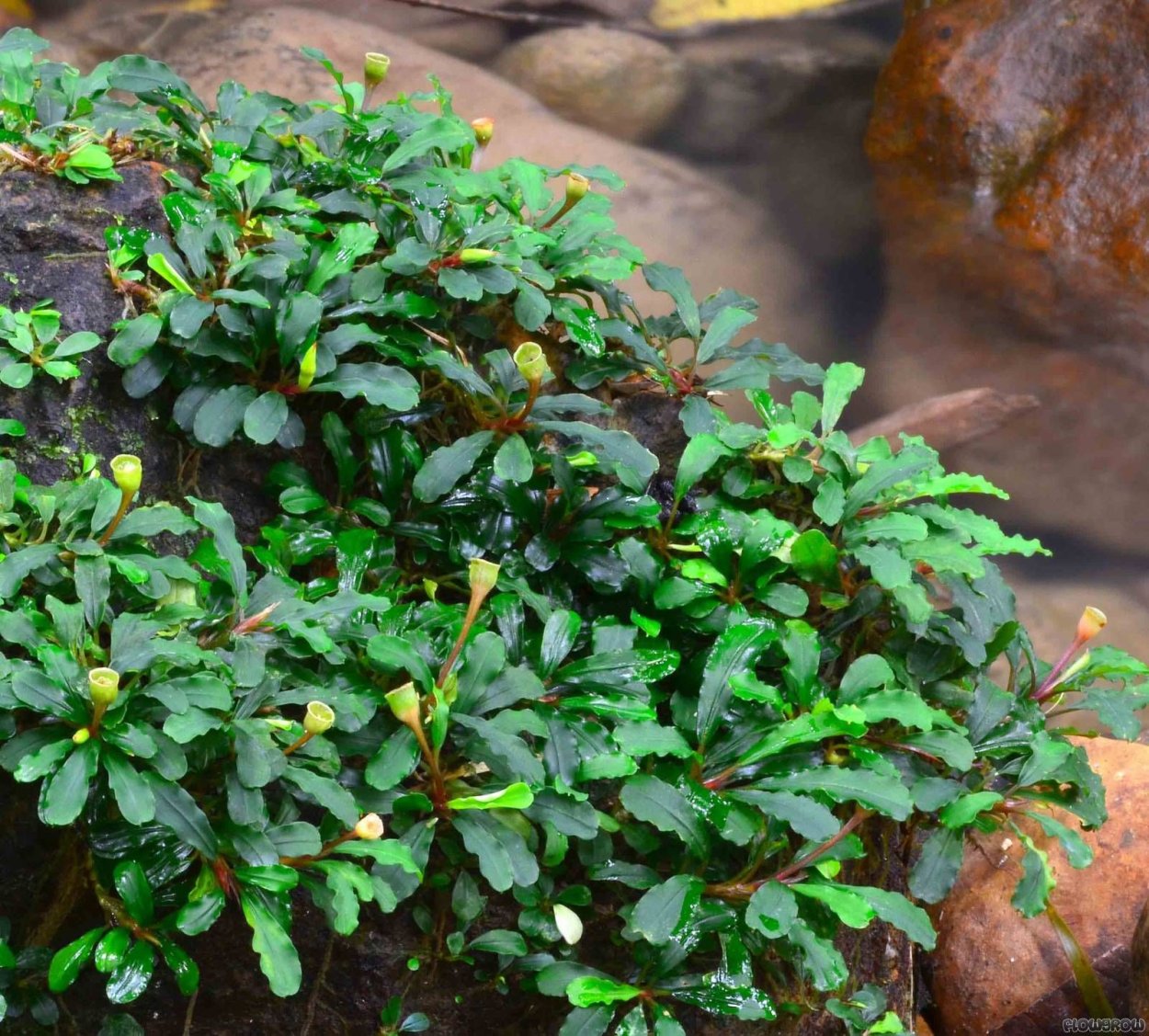 Bucephalandra SP. Kayu Lapis