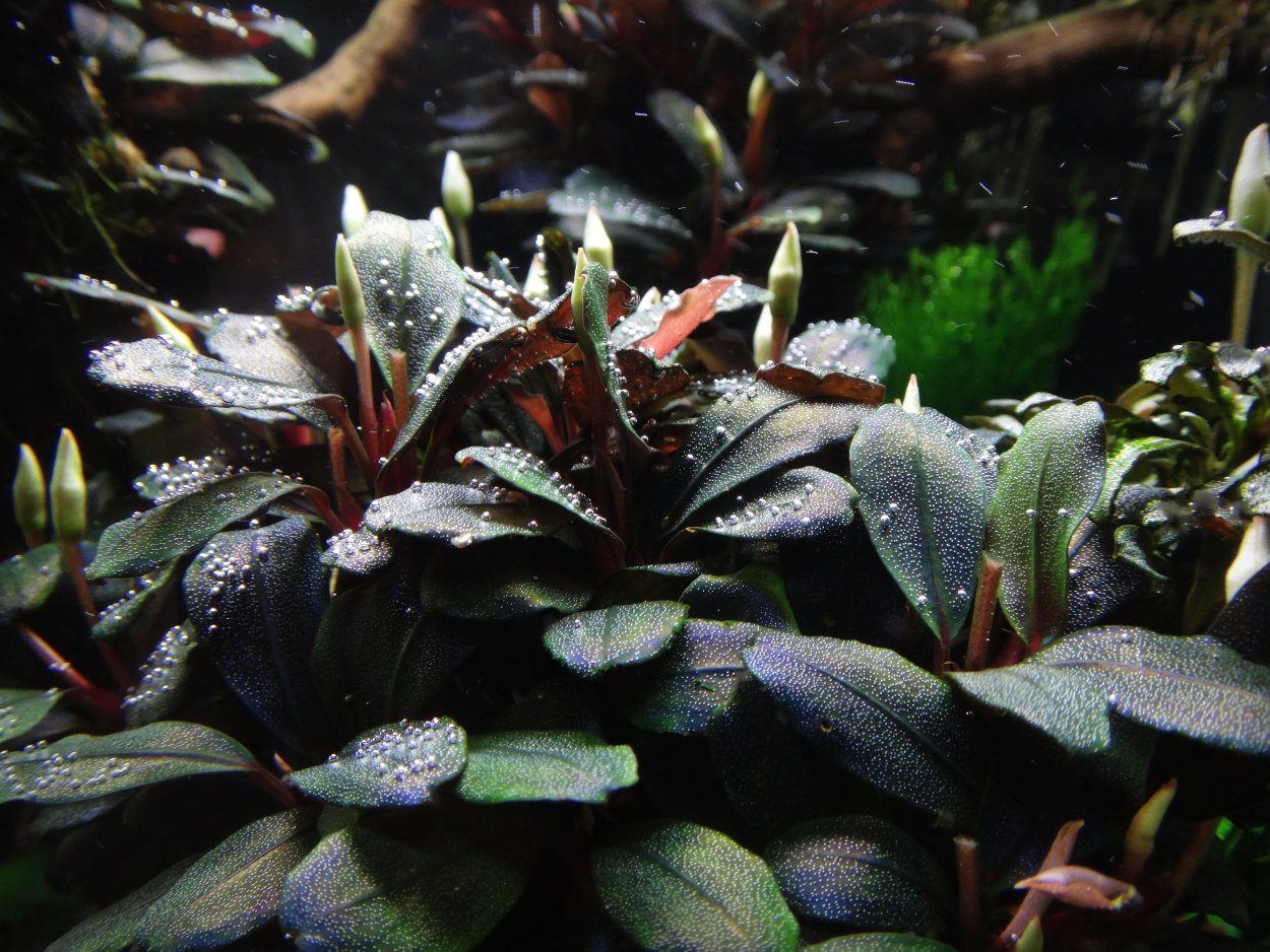 Буцефаландра Вендта