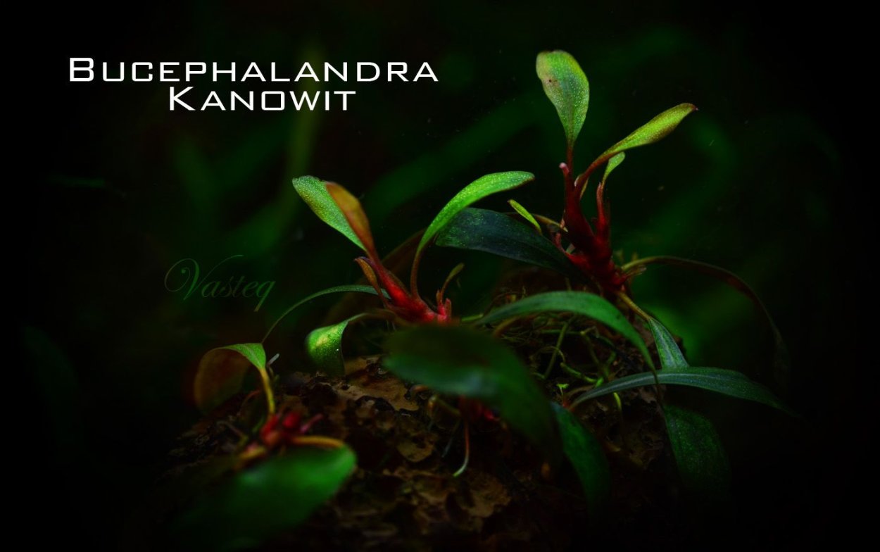 Буцефаландра Посейдон