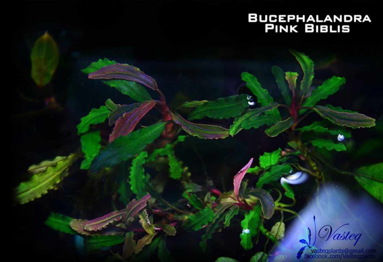 Буцефаландра Belindae