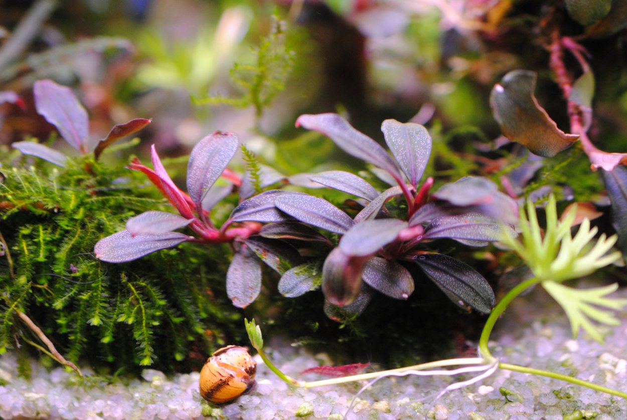 Аквариумные растения буцефаландры