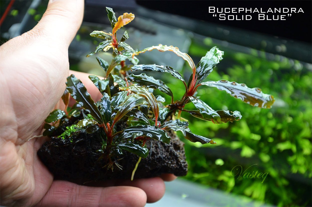 Bucephalandra SP. Brownie Pixy