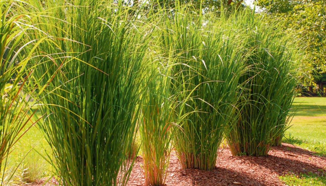 Спартина гребенчатая Aureomarginata