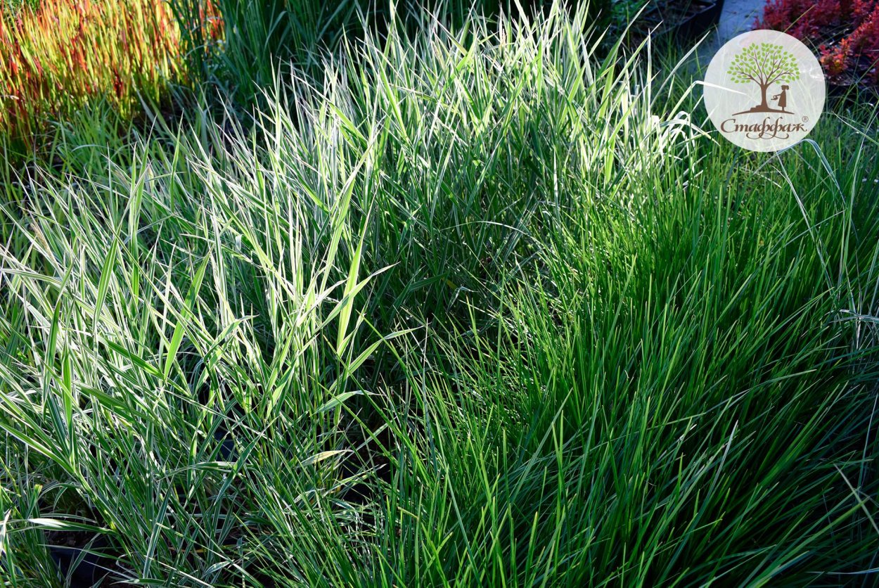 Мискантус китайский (Miscanthus)
