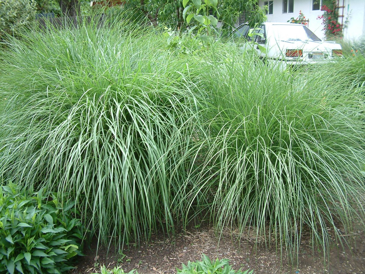 Молиния тростниковая (Molinia arundinacea &#96;Karl Foerster&#96;)