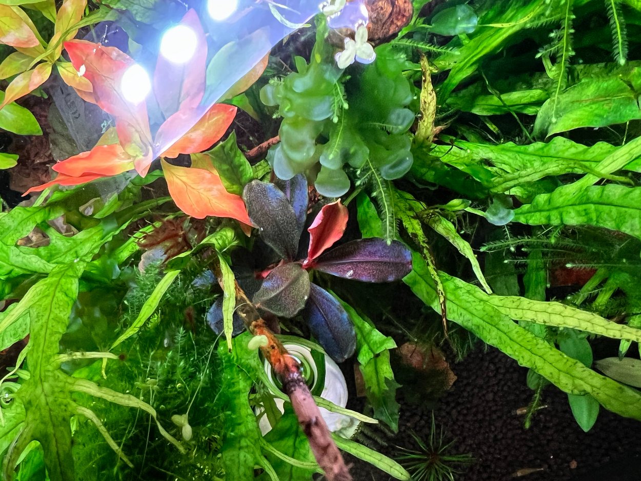 Буцефаландра Брауни Браун