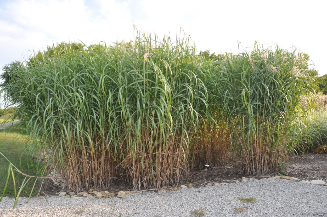 Обросшая травой дорожка