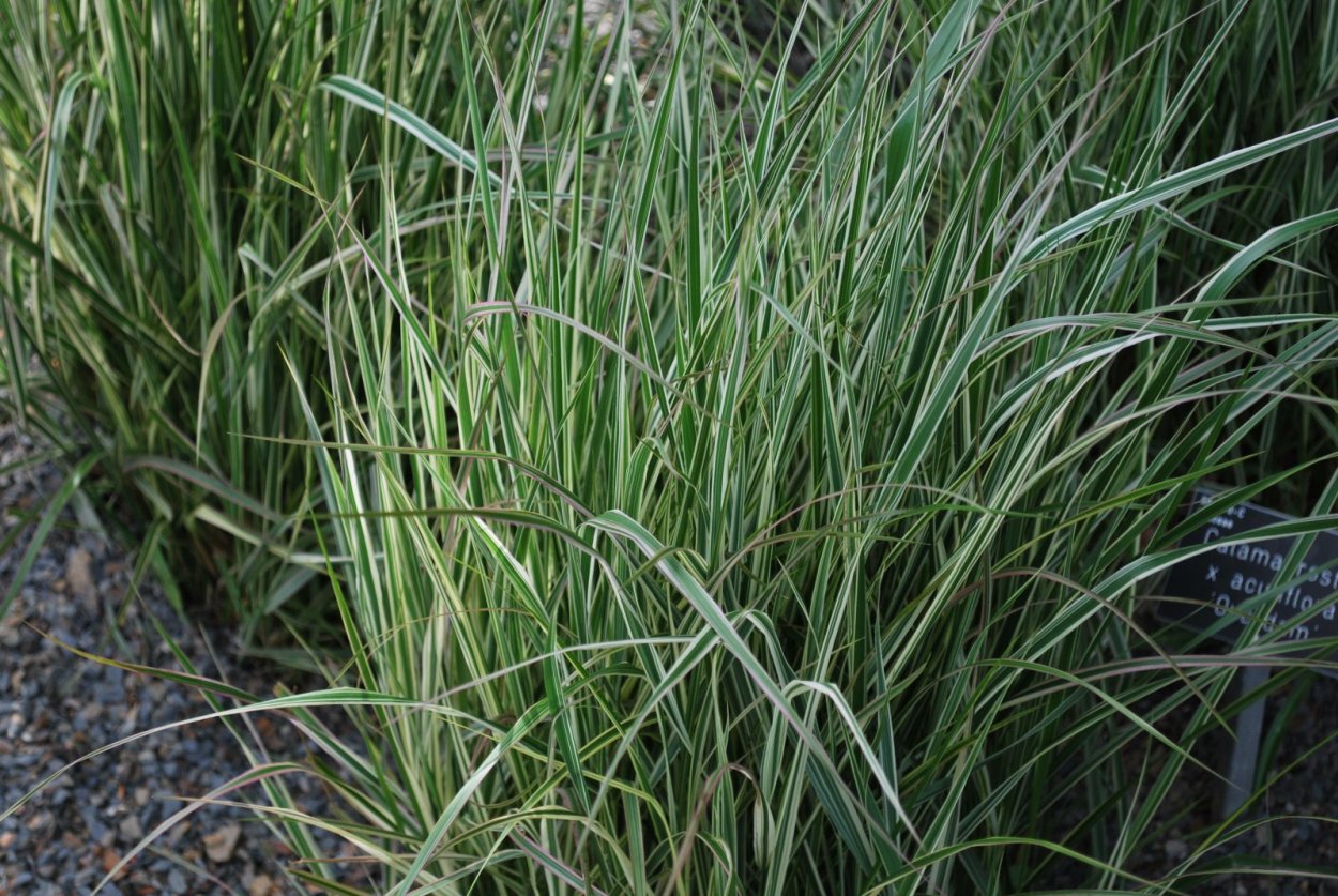 Мискантус олигостахус