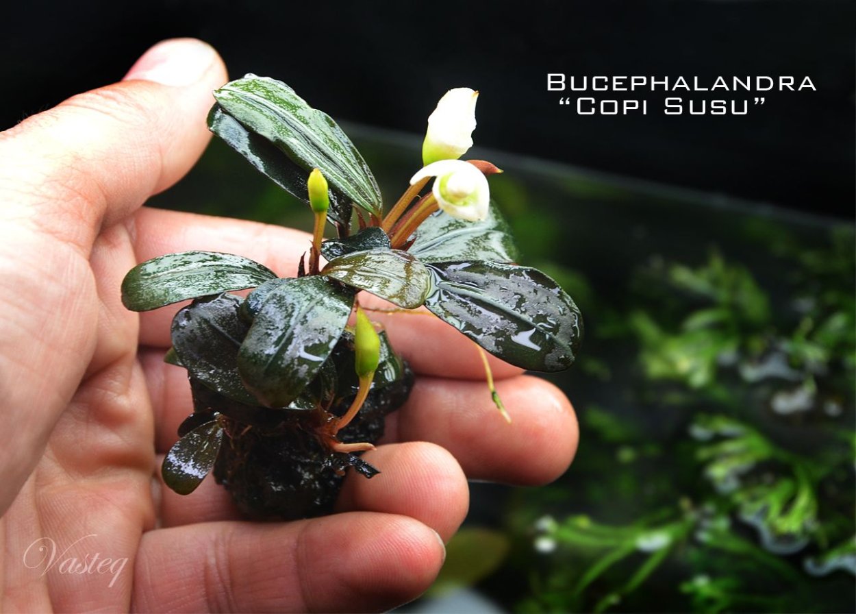 Буцефаландра зеленая волнистая