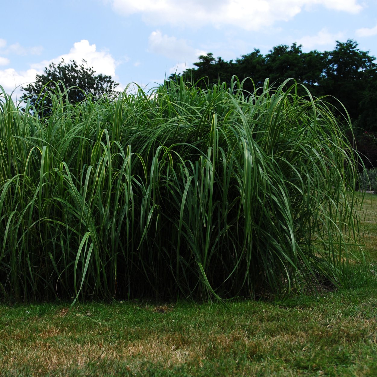Спартина гребешковая Aureomarginata