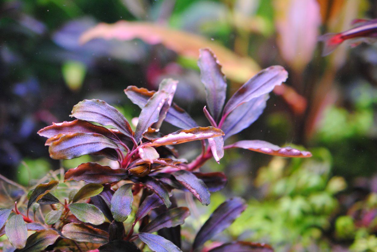 Буцефаландра аквариумное растение