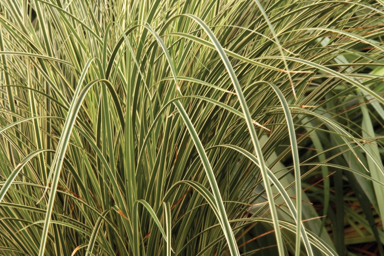 Осока Морроу Вариегата