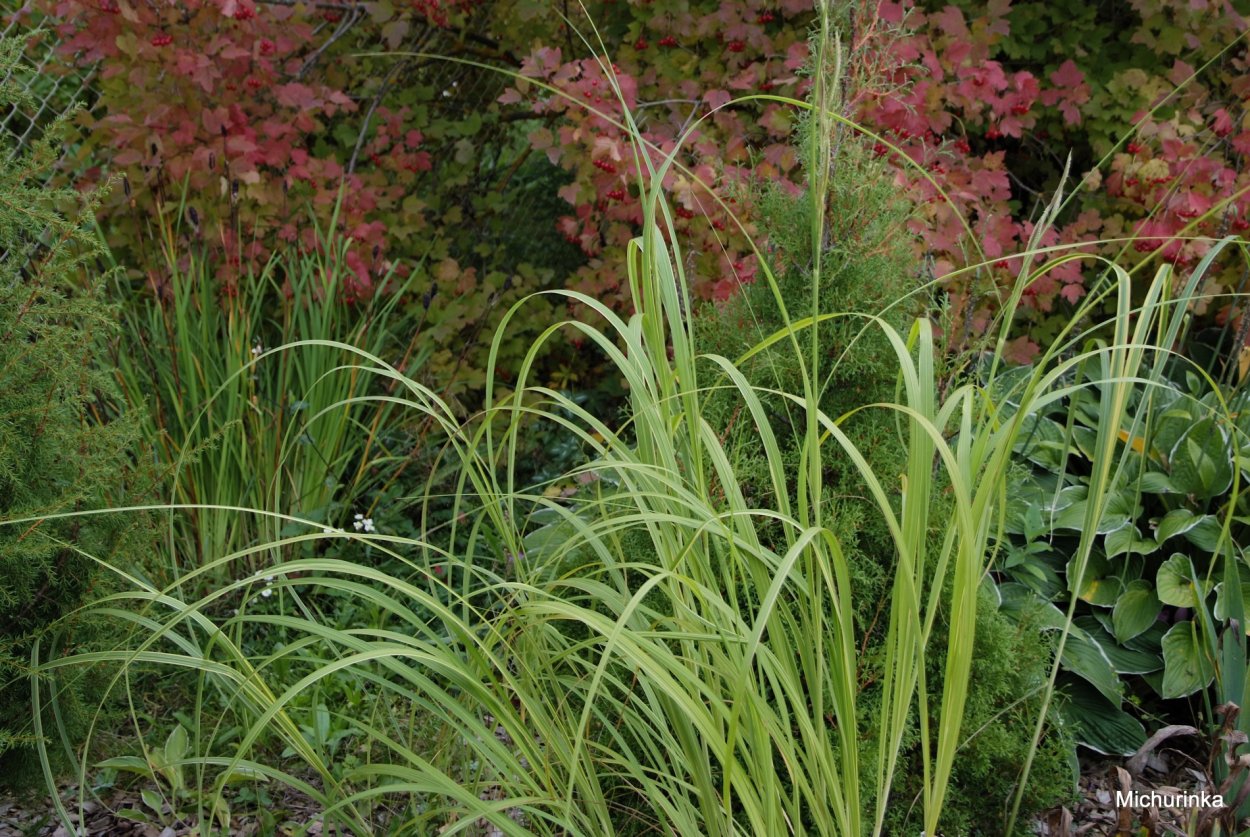 Спартина альтернифлора