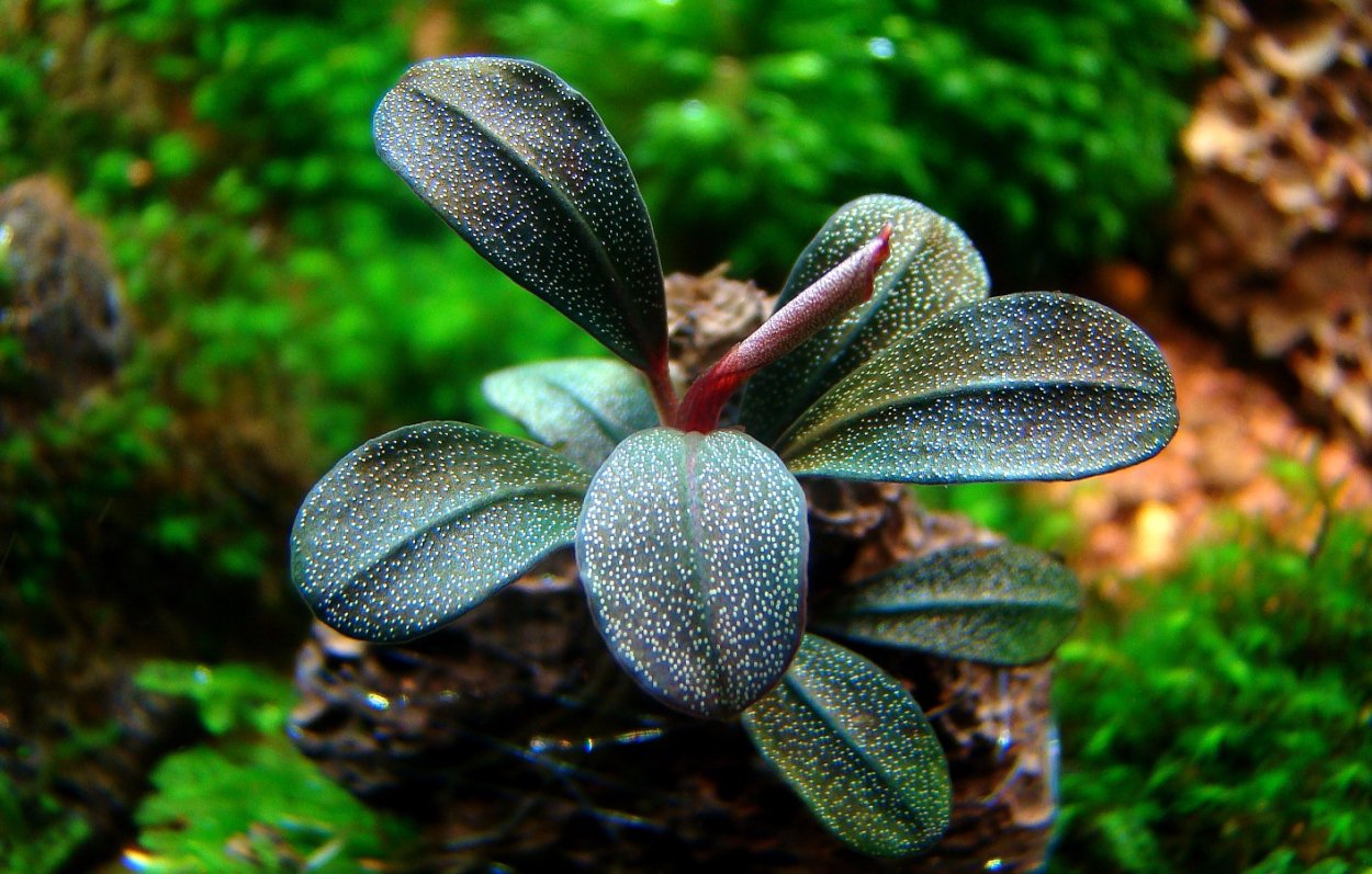 Bucephalandra Brownie Phantom
