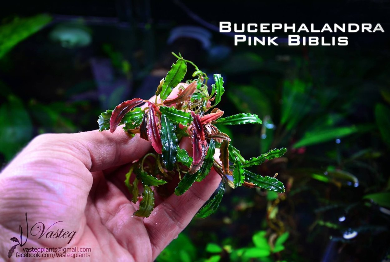 Буцефаландры в аквариуме