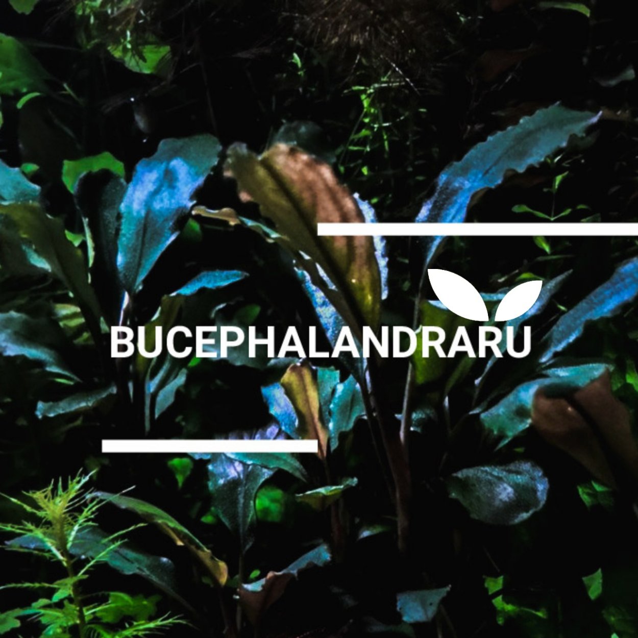 Буцефаландра острова Борнео