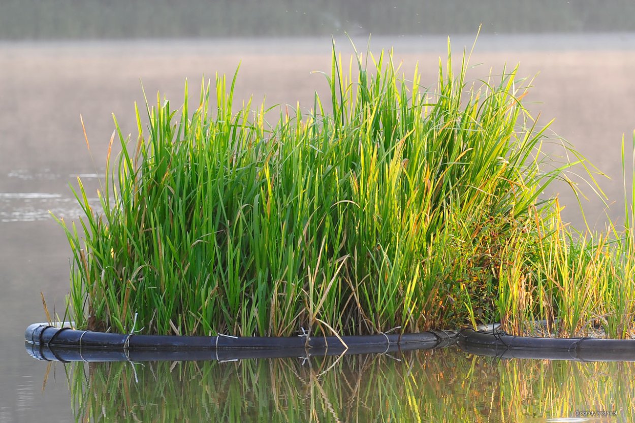 Спартина растение