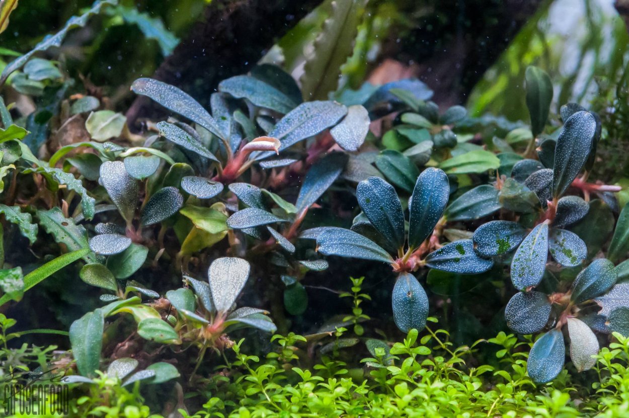 Буцефаландра Ламандау Пурпл