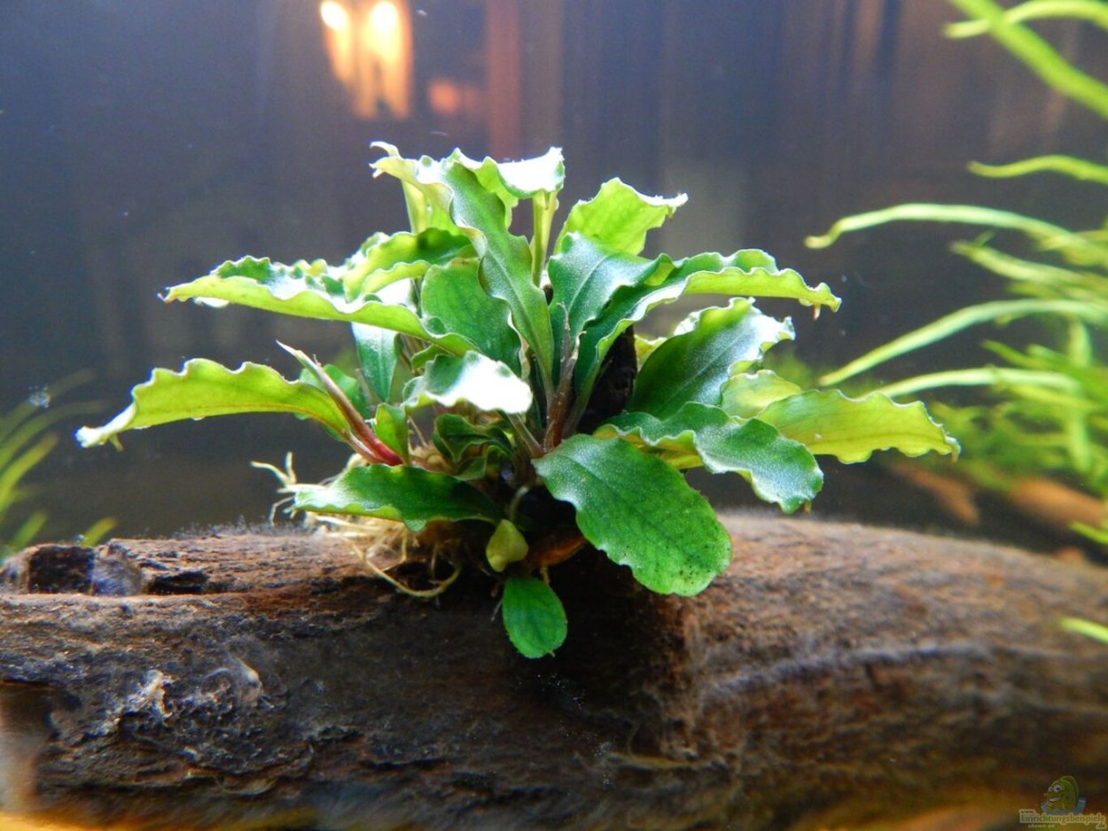 Буцефаландра Грин