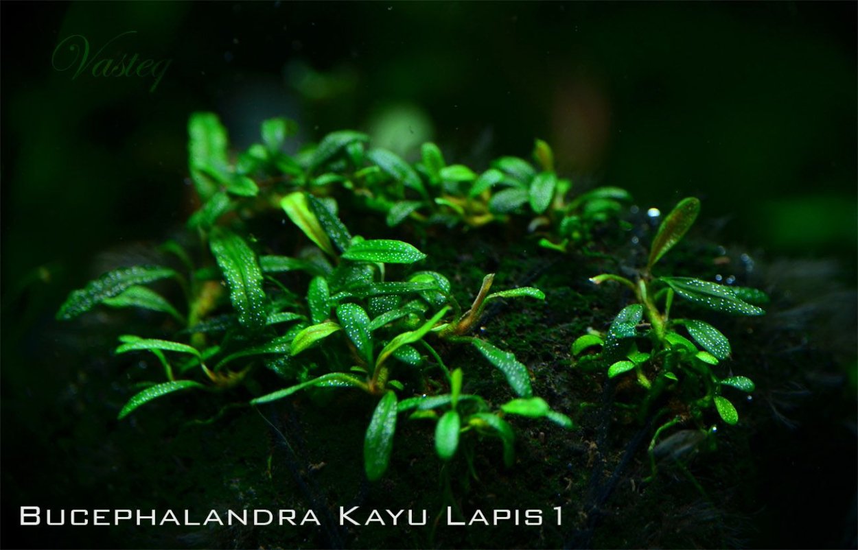 Буцефаландра Velvet Leaf