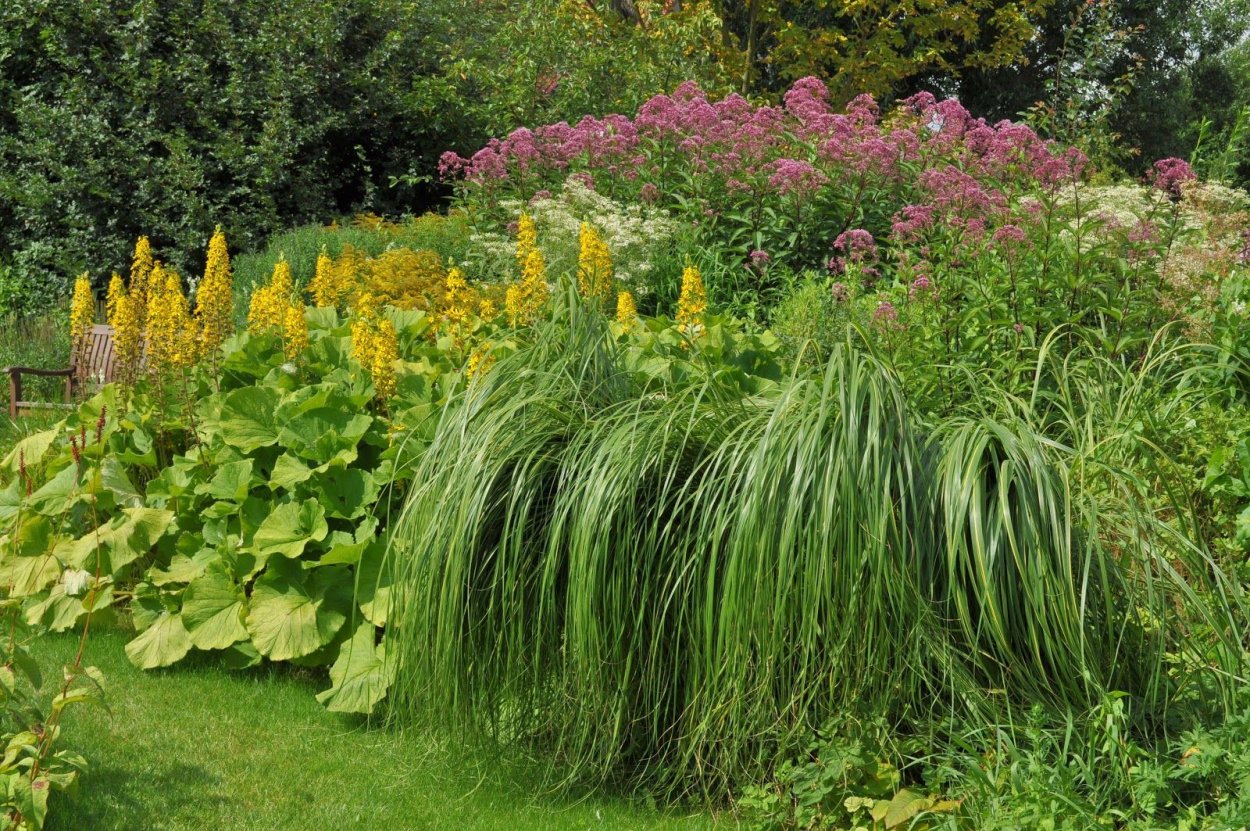 Спартина гребенчатая