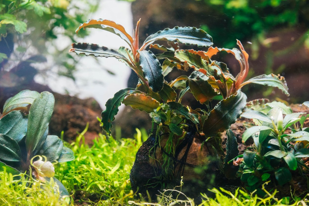 Буцефаландра палюдариум