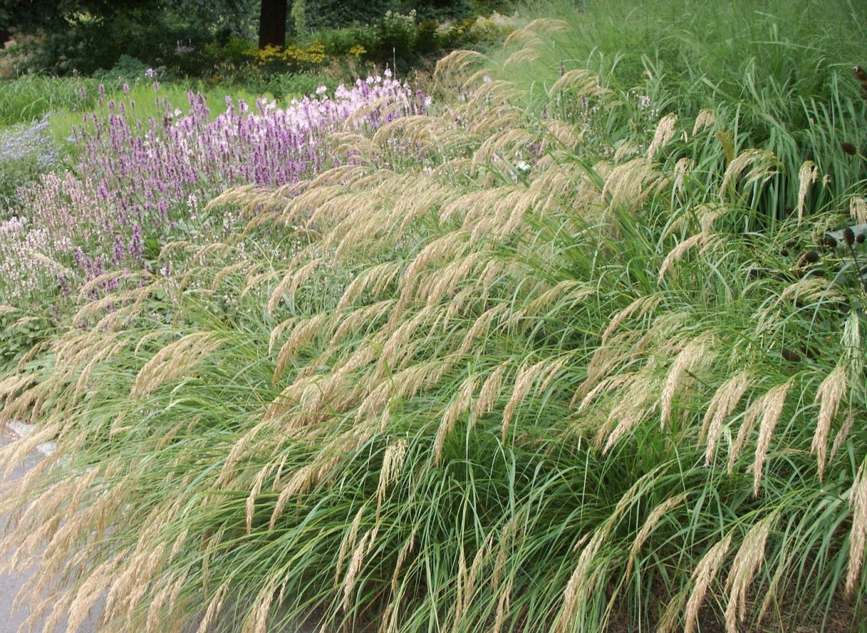 Вейник остроцветковый Аваланш