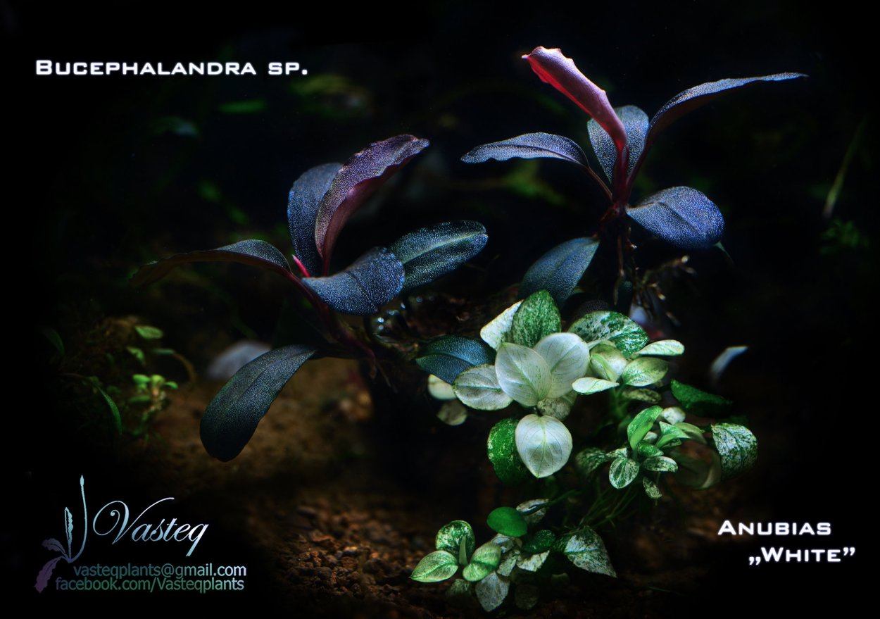 Буцефаландра красная Годзилла