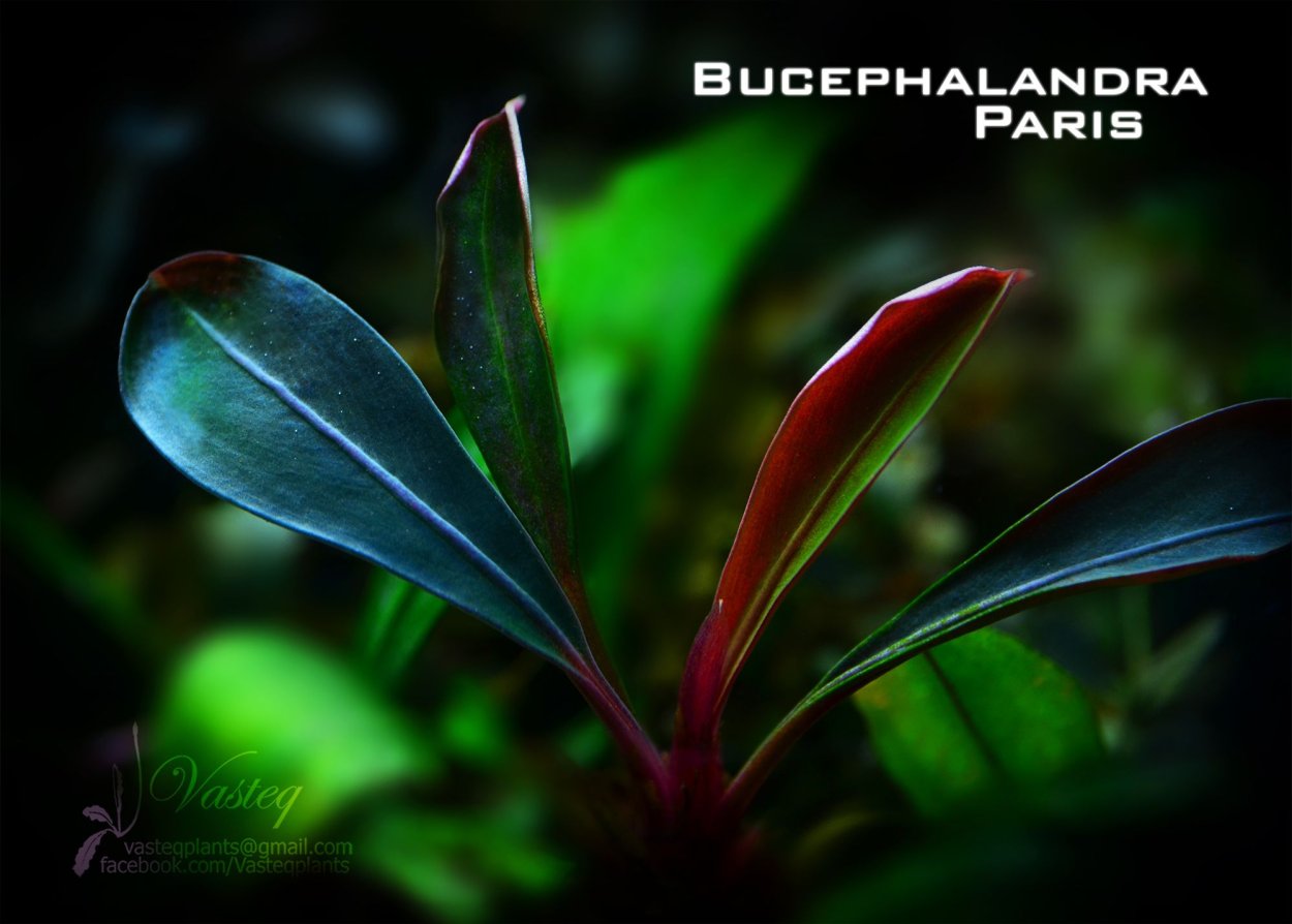 Буцефаландра дарк грей