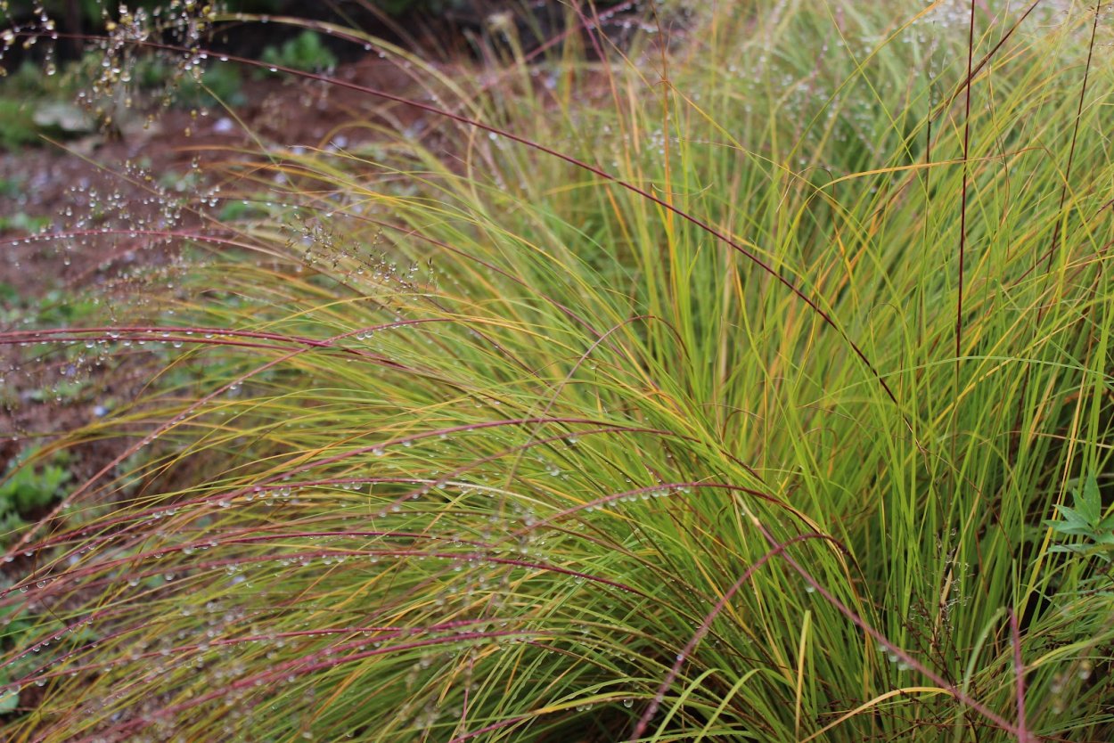 Осока Вариегата