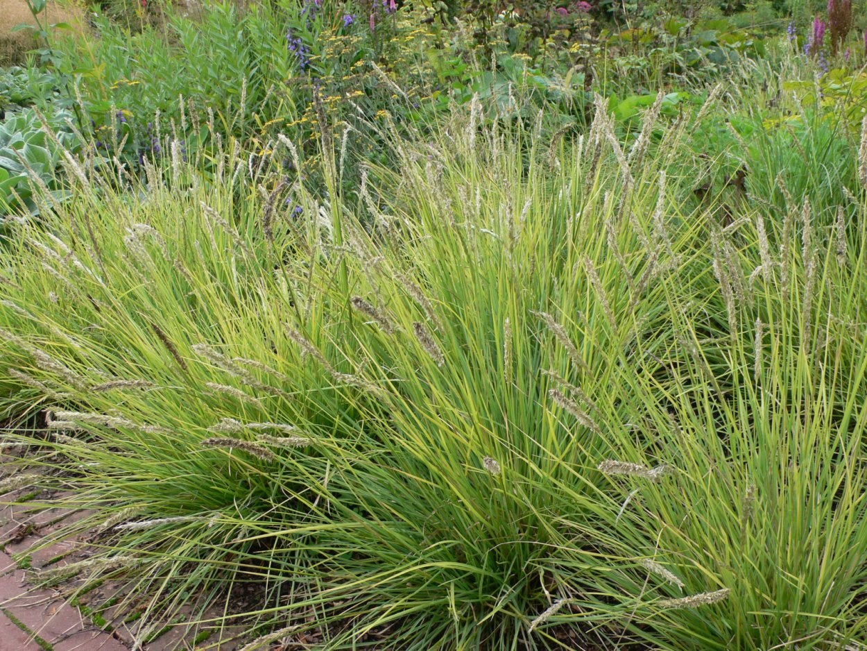 Заплести траву в косу